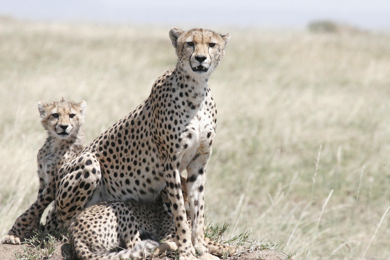 cheetah, cheetah mother, cheetah cub, wildlife, wild, carnivore, nature, safari, pet, cat, predator, animal, mammal, savannah, kenya, spotted, fast, feline, tanzania, mother, cubs, serengeti