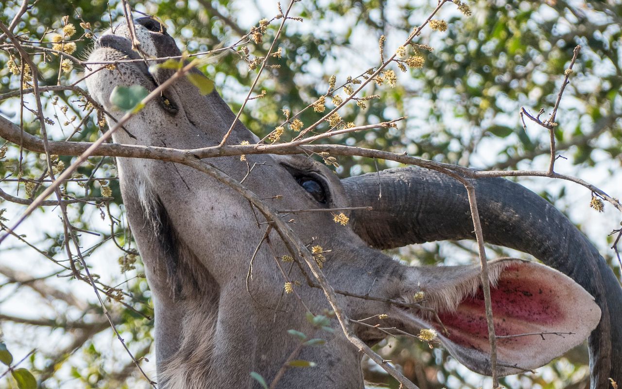 A kudu feeding on tree leaves in Kruger National Park, South Africa.