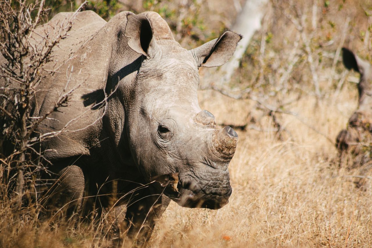 A detailed view of a white rhinoceros in the natural bushveld of South Africa.