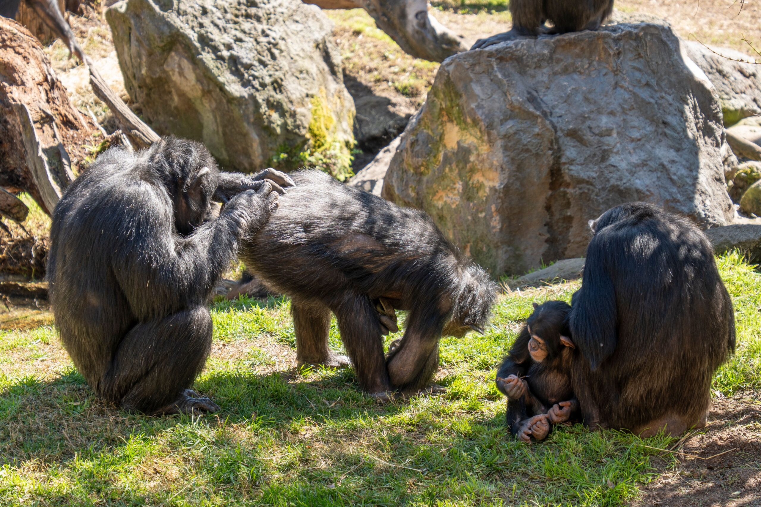 Chimpanzee group socializing in the sunlit habitat of Bioparc Valencia, Spain.