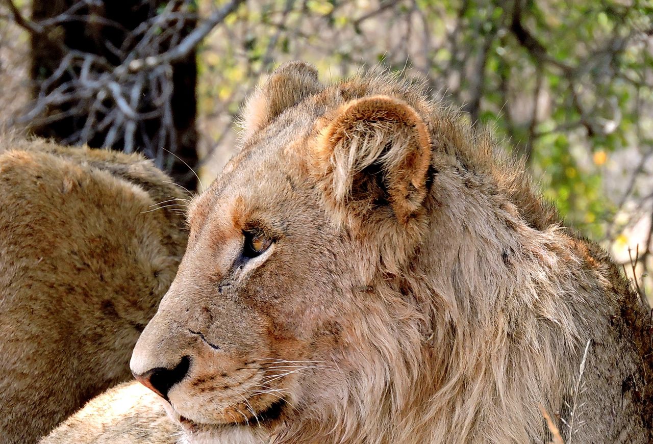 Majestic lioness captured in a close-up portrait in her natural South African habitat.