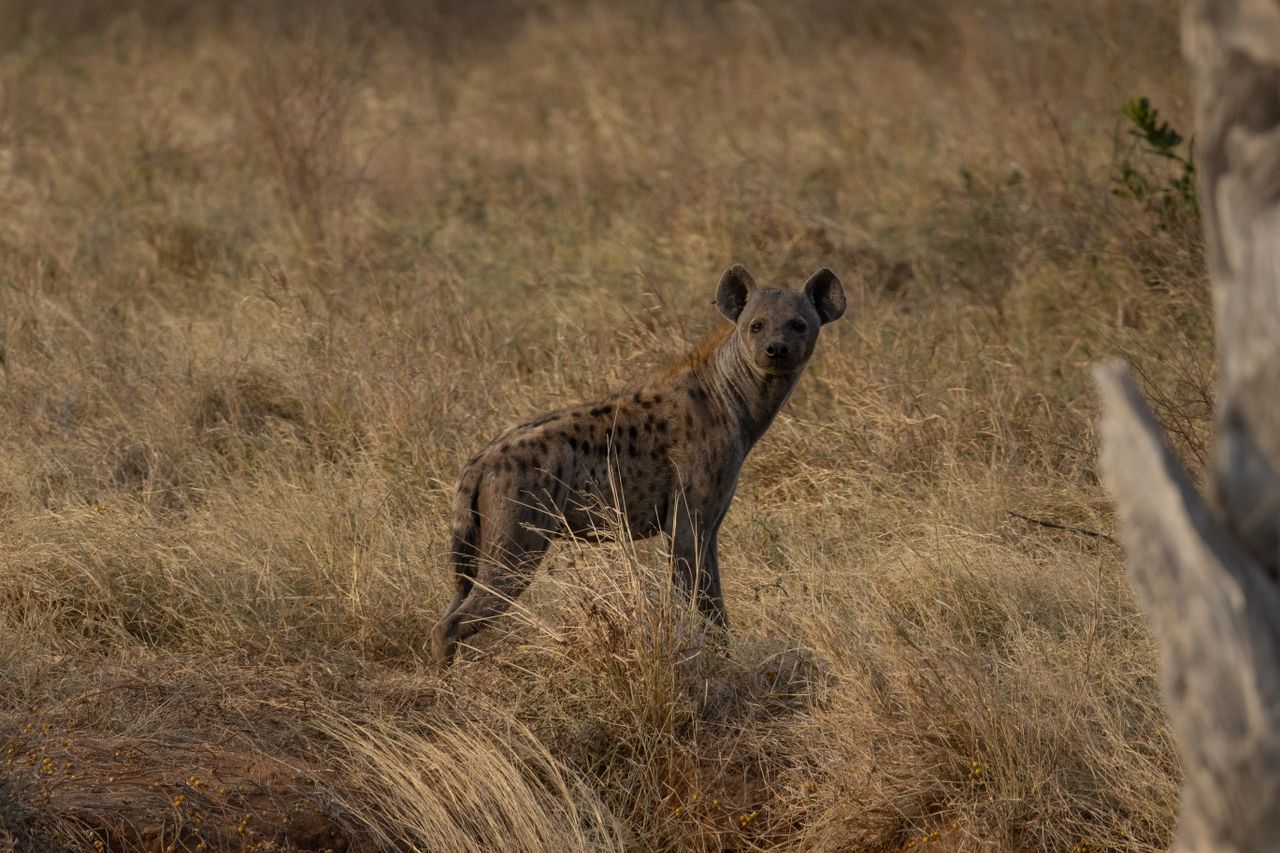 A spotted hyena in the grasslands of Tsavo National Park, captured in its natural habitat.