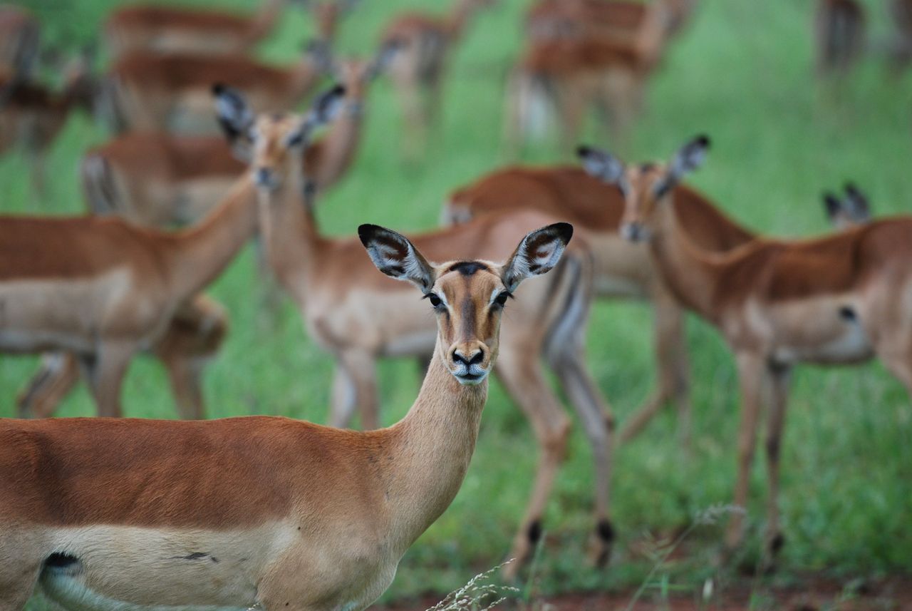 A herd of impalas grazing peacefully in Kruger National Park, South Africa.